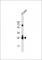 GSTA2 Antibody (N-term)
